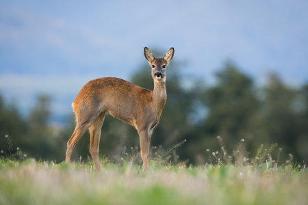 Roe deer female stretching on grassland in autumn from sideの写真素材