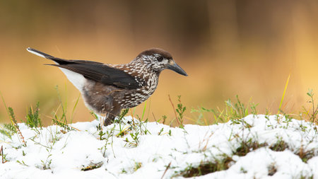 Spotted nutcracker looking for food on gorund in winterの写真素材