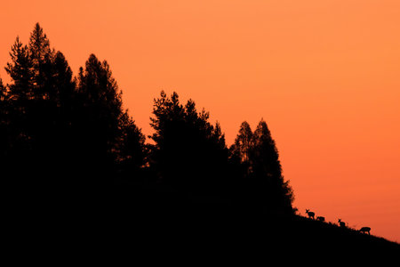 Silhouette of red deer grazing in mountains in orange lightの写真素材