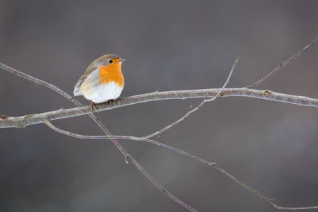 european robin sitting on tree with frost in winterの写真素材