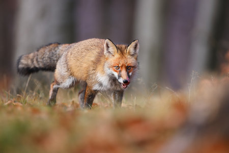Red fox approaching on dry grassland in autumn natureの写真素材