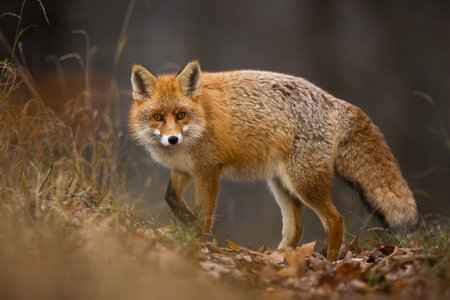 Fluffy red fox looking back on foliage in fall natureの写真素材