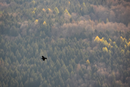 Common raven flying over the green mountains in autumnの写真素材