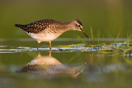 A Hunting Wood Sandpiper Takes a Pause at a Summer Riverの写真素材