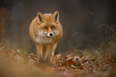 Red fox looking to the camera on leaves in autumn nature