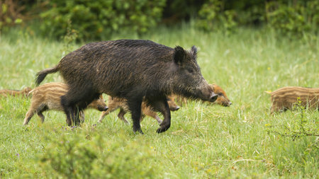 Wild boar with piglets walking on green grass in summerの写真素材