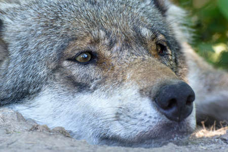 wolf in closeup shot