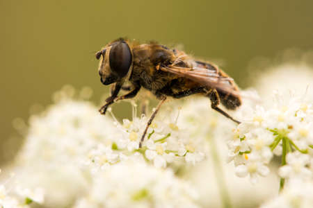 Bee collects nectar in the white flowers in the garden during summer dayの写真素材