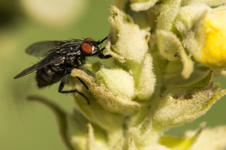Fly in the gardenの写真素材