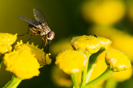 Fly on yellow flowerの写真素材
