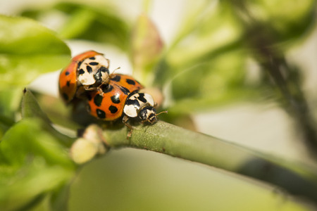 Macro detail of two ladybirds on twigの写真素材