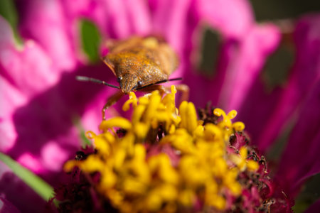 Close up of a brown beetle on a pink zinnia flowerの写真素材