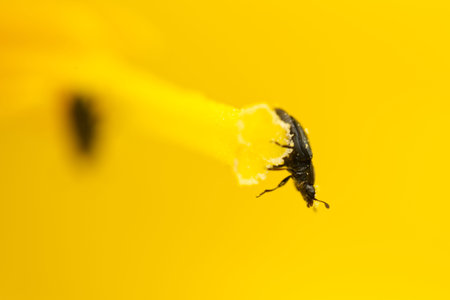 Macro shot of a tiny black beetle on a bright yellow flower stamen covered in pollenの写真素材