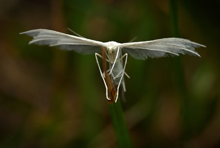 A fragile white moth balances on a slender grass stem, wings spread wide in a graceful pose. The natural, blurred background emphasizes quiet beauty, stillness, and the delicate dの写真素材