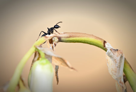 A tiny black ant navigates a green curved plant stem in a warm, muted background. Macro photography highlights detail and texture, capturing movement, resilience, and the quiet beautyの写真素材