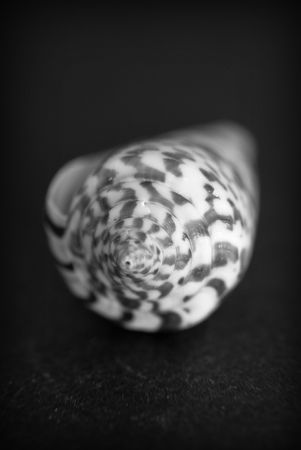 Conch snail on black and white の写真素材