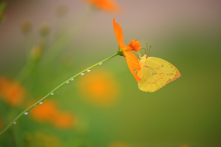 à¸´ butterfly on flowerの写真素材