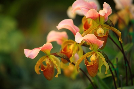 Orchid girl shoes.の写真素材