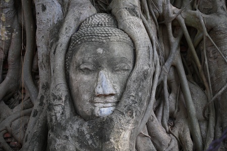 Head Monk in Tree.の写真素材