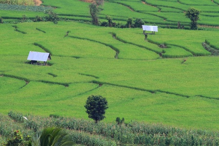 Rice field terraces, Chiang Mai Province, Thailand. の写真素材