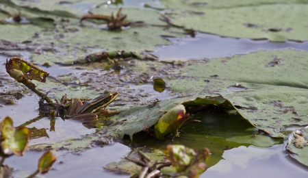 a Frog resting on a lotus leaf の写真素材