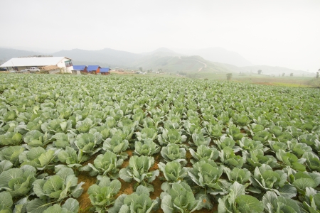 Lettuce fieldのeditorial素材