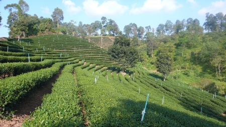 Tea plantation の写真素材