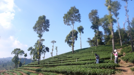 Tea plantation の写真素材