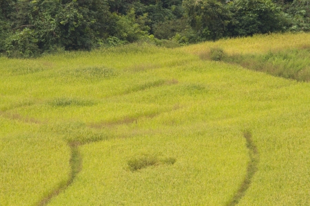 Rice field terraces, Chiang Mai Province, Thailand の写真素材