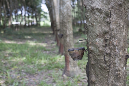 The rubber tree get some latex の写真素材