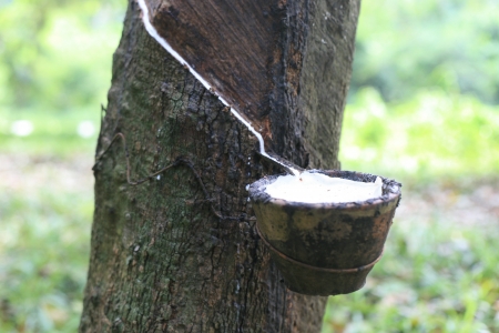 The rubber tree get some latex の写真素材