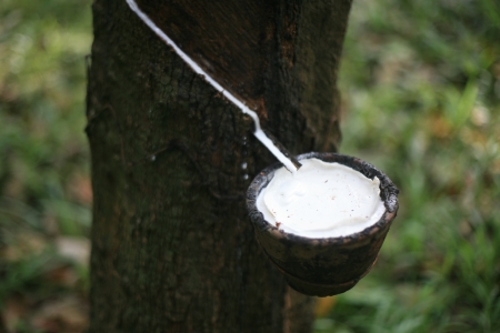 The rubber tree get some latex の写真素材