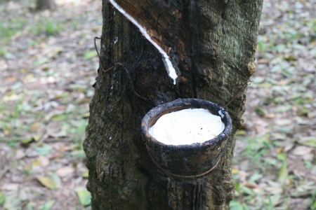 The rubber tree get some latex の写真素材