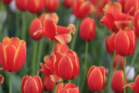 field of tulipsの写真素材