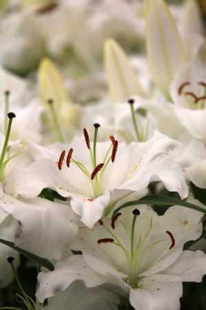 white flowersの写真素材