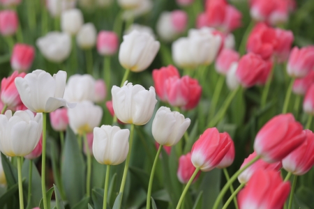 colorful tulipsの写真素材