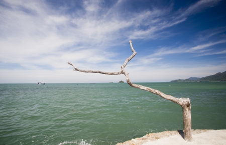 single tree on a beachの写真素材