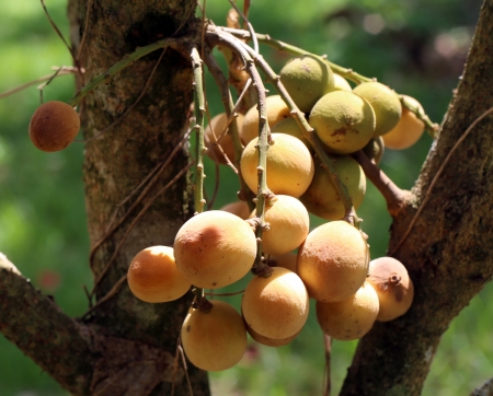 Fresh young Longkong  langsat  on treeの写真素材