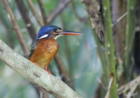 Blue-eared Kingfisherの写真素材