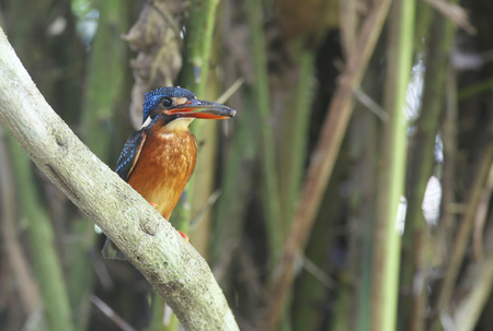Blue-eared Kingfisherの写真素材