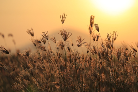 Early morning with a countryside sunrise over a fieldの写真素材