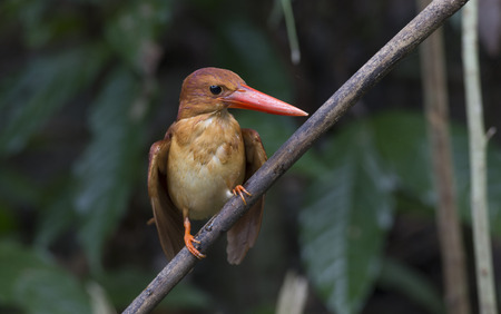 Beautiful red Kingfisher, male Ruddy Kingfisher Halcyon coromandaの写真素材