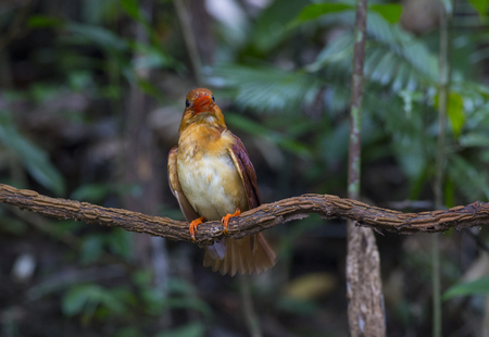 Beautiful red Kingfisher, male Ruddy Kingfisher Halcyon coromandaの写真素材