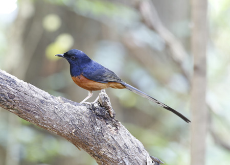 White-Rumped Shamaの写真素材