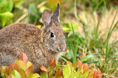 Wild Rabbit 5