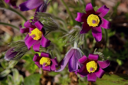 Pasque flowers in early spring