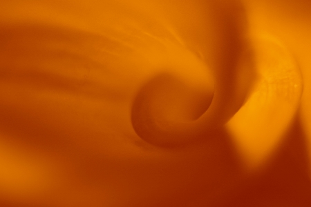 Background as Calla flowerの写真素材