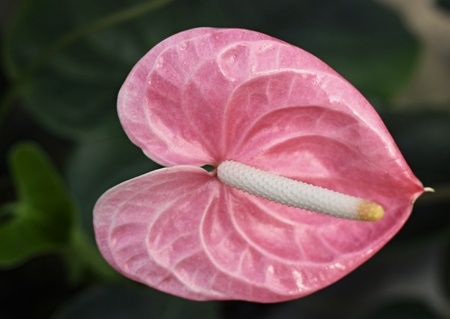 Anthurium. Flamingo flowers の写真素材