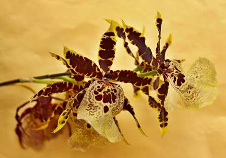 Beautifull orchid on yellow backgroundの写真素材