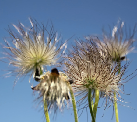 Beautiful pasque wild flower small bud and out of bloom flowersの写真素材